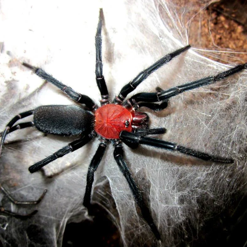 Harmonicon oiapoqueae (Red & Black Curtain Web)