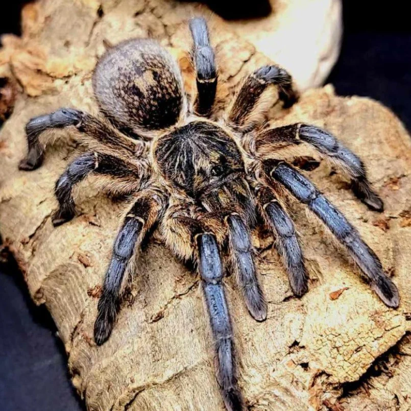 Harpactira pulchripes (Golden Blue-Legged Baboon)