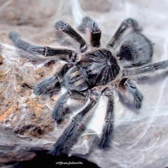 Harpactira sp 'Danielskuil' 1"