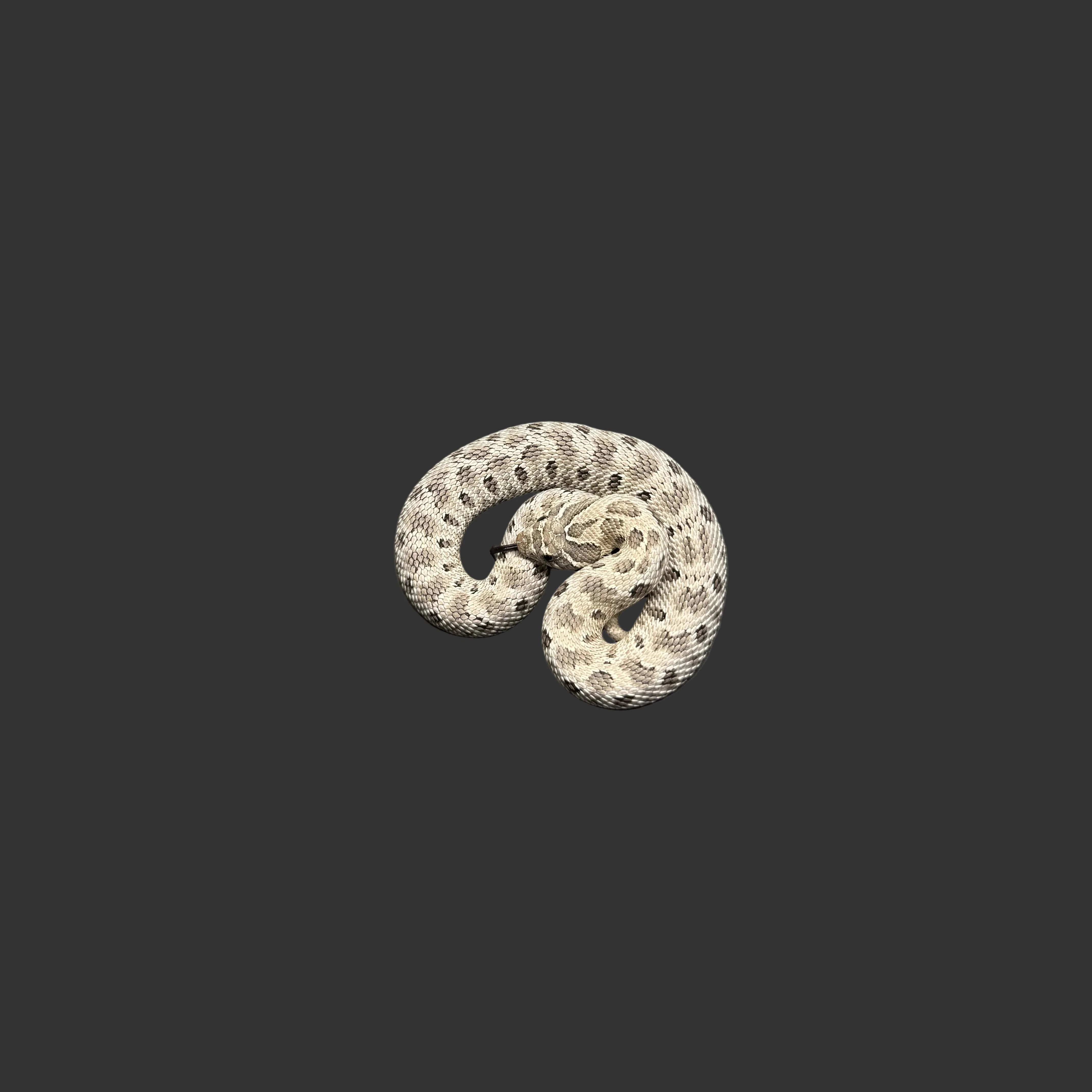Heterodon nasicus (Hognose Snake) Axanthic Conda FEMALE - Image 2