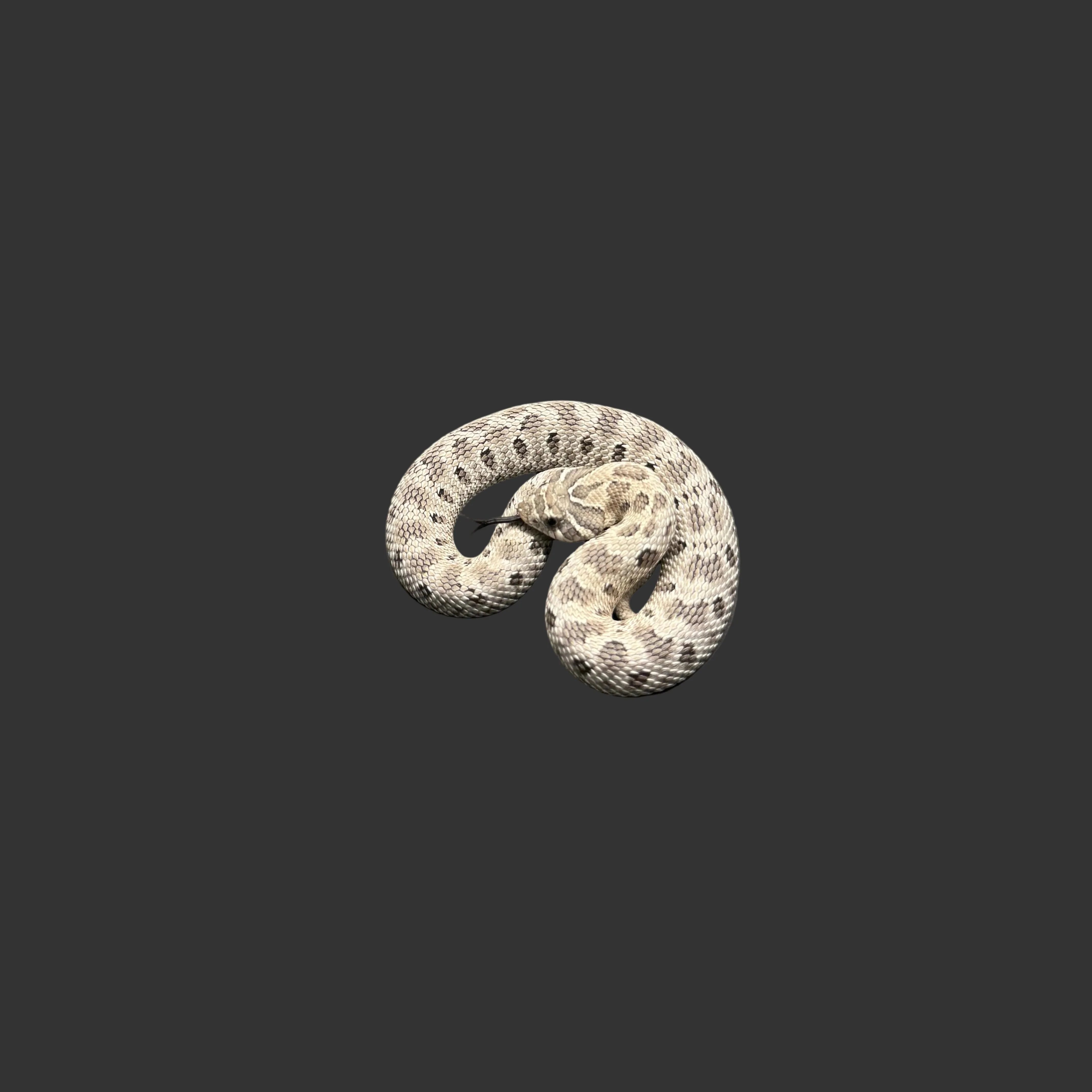 Heterodon nasicus (Hognose Snake) Axanthic Conda FEMALE - Image 3