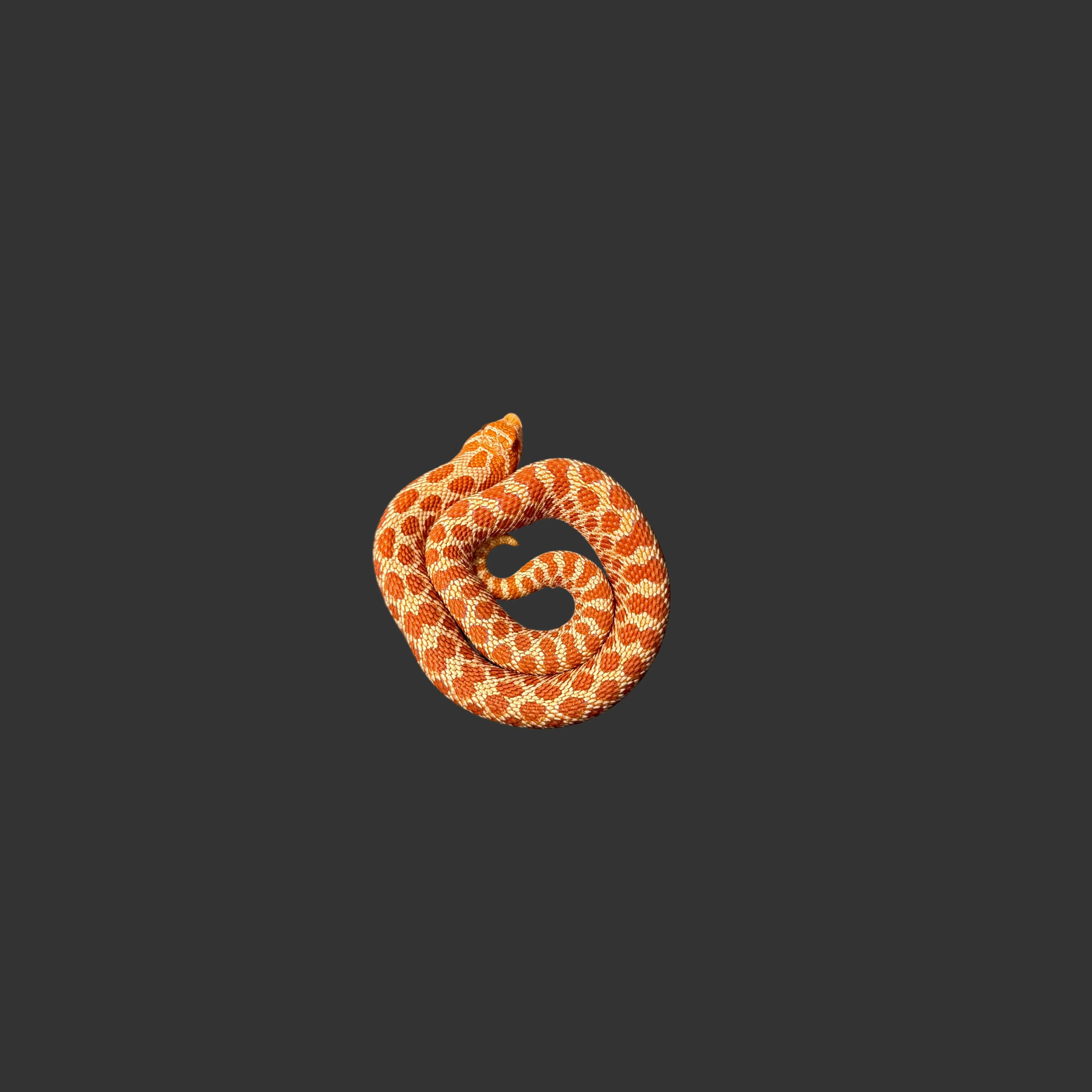 Heterodon nasicus (Hognose Snake) Extreme Red Albino FEMALE