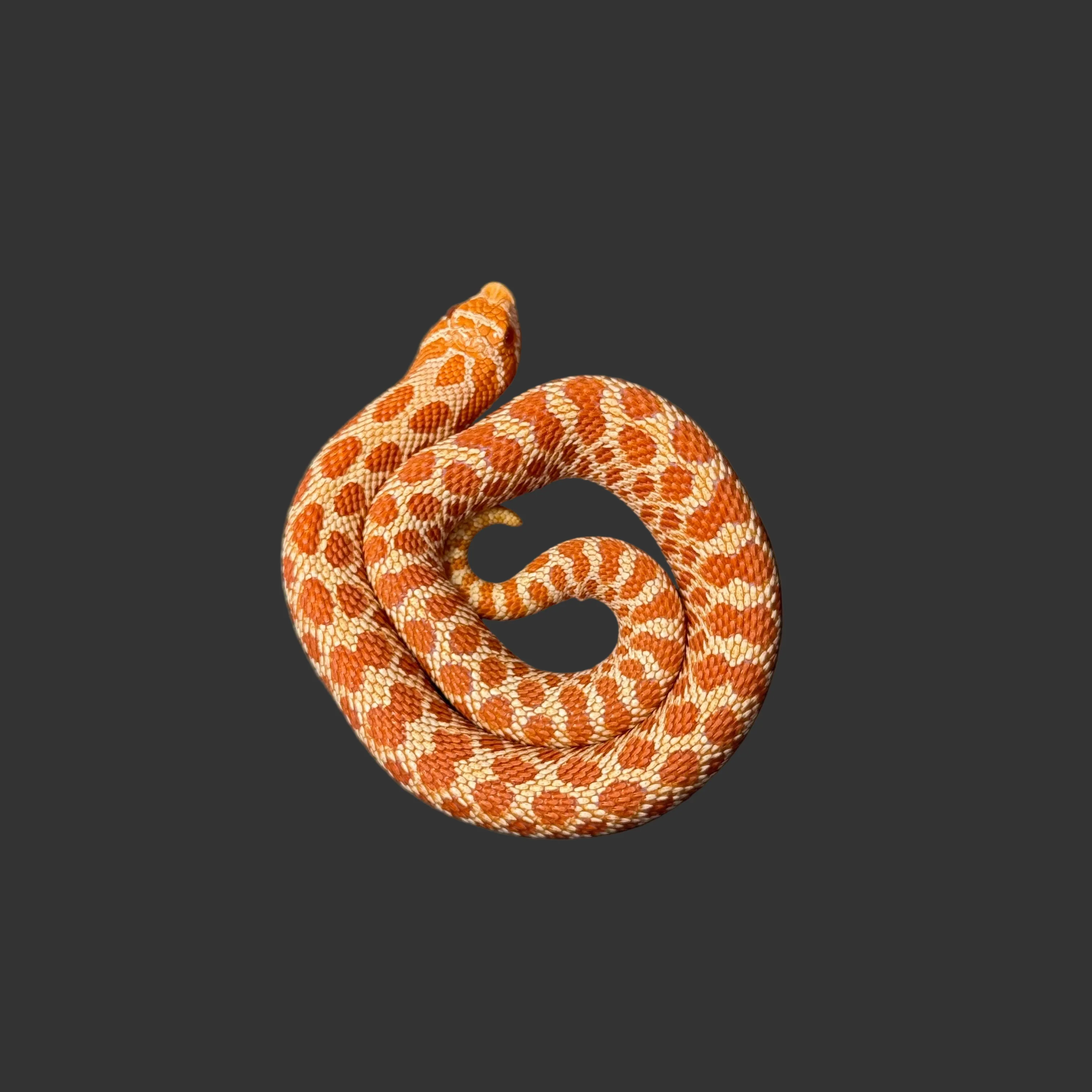 Heterodon nasicus (Hognose Snake) Extreme Red Albino FEMALE - Image 2