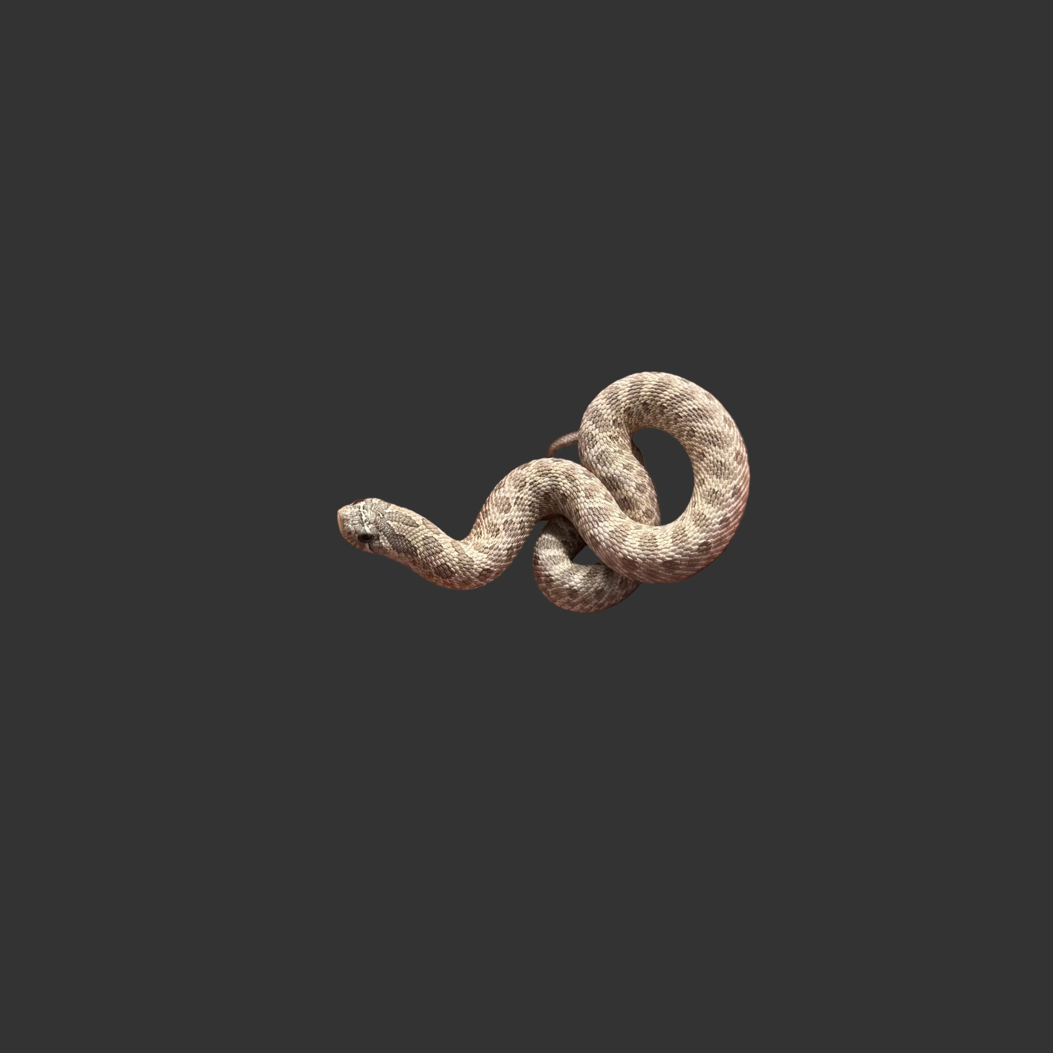 Heterodon nasicus (Hognose Snake) Lavender FEMALE