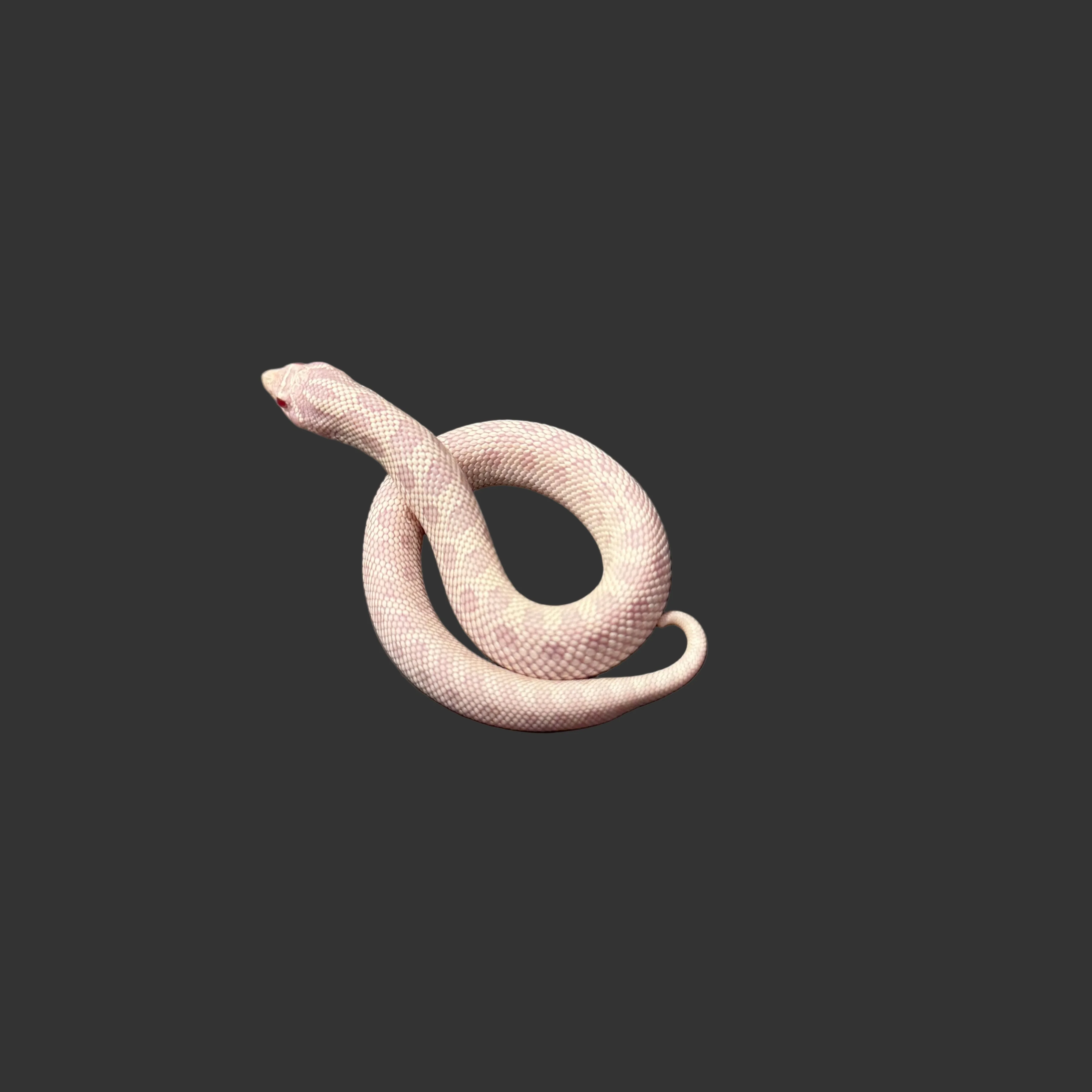 Heterodon nasicus (Hognose Snake) Yeti (Axanthic, Albino, Anaconda) FEMALE - Image 2