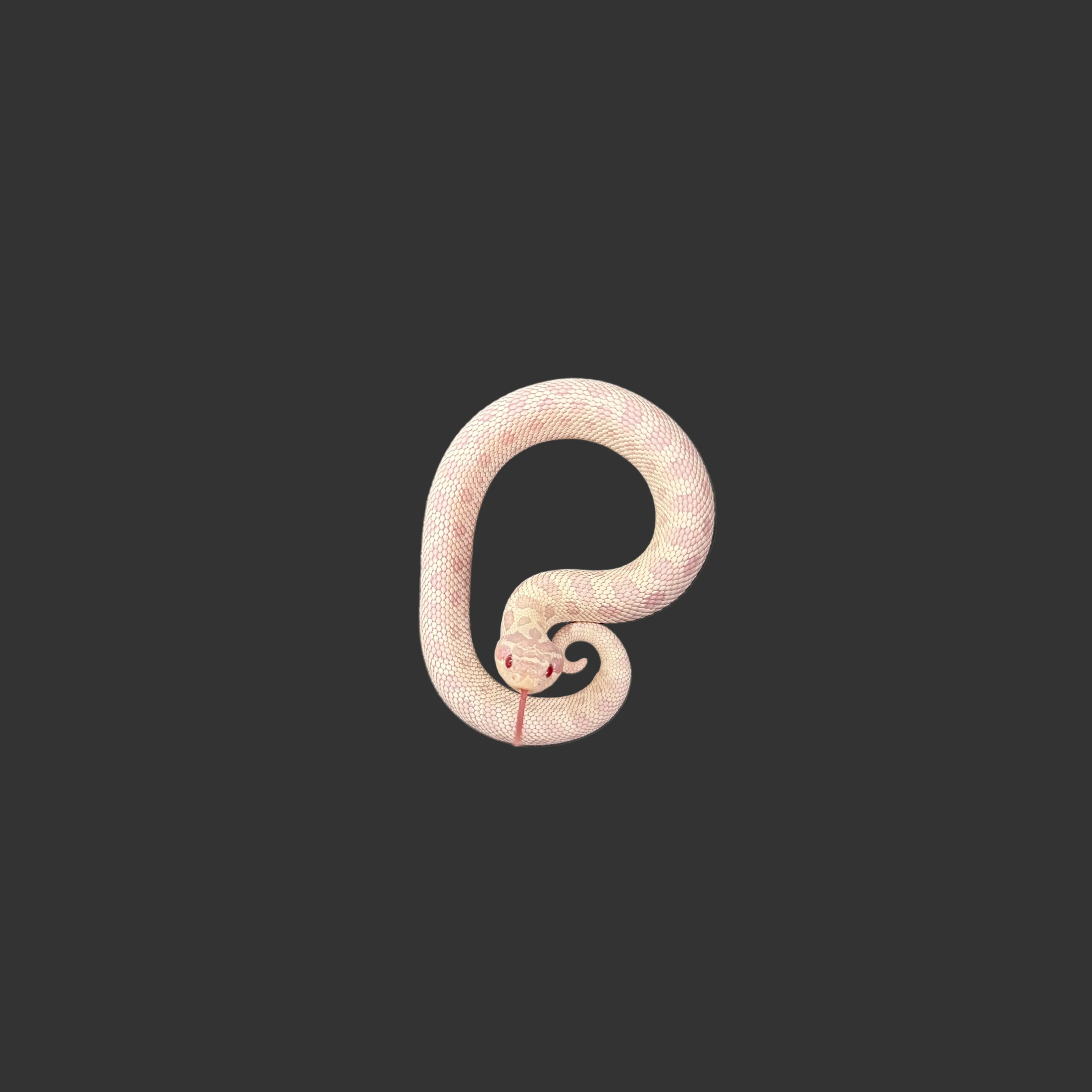 Heterodon nasicus (Hognose Snake) Yeti (Axanthic, Albino, Anaconda) FEMALE - Image 3