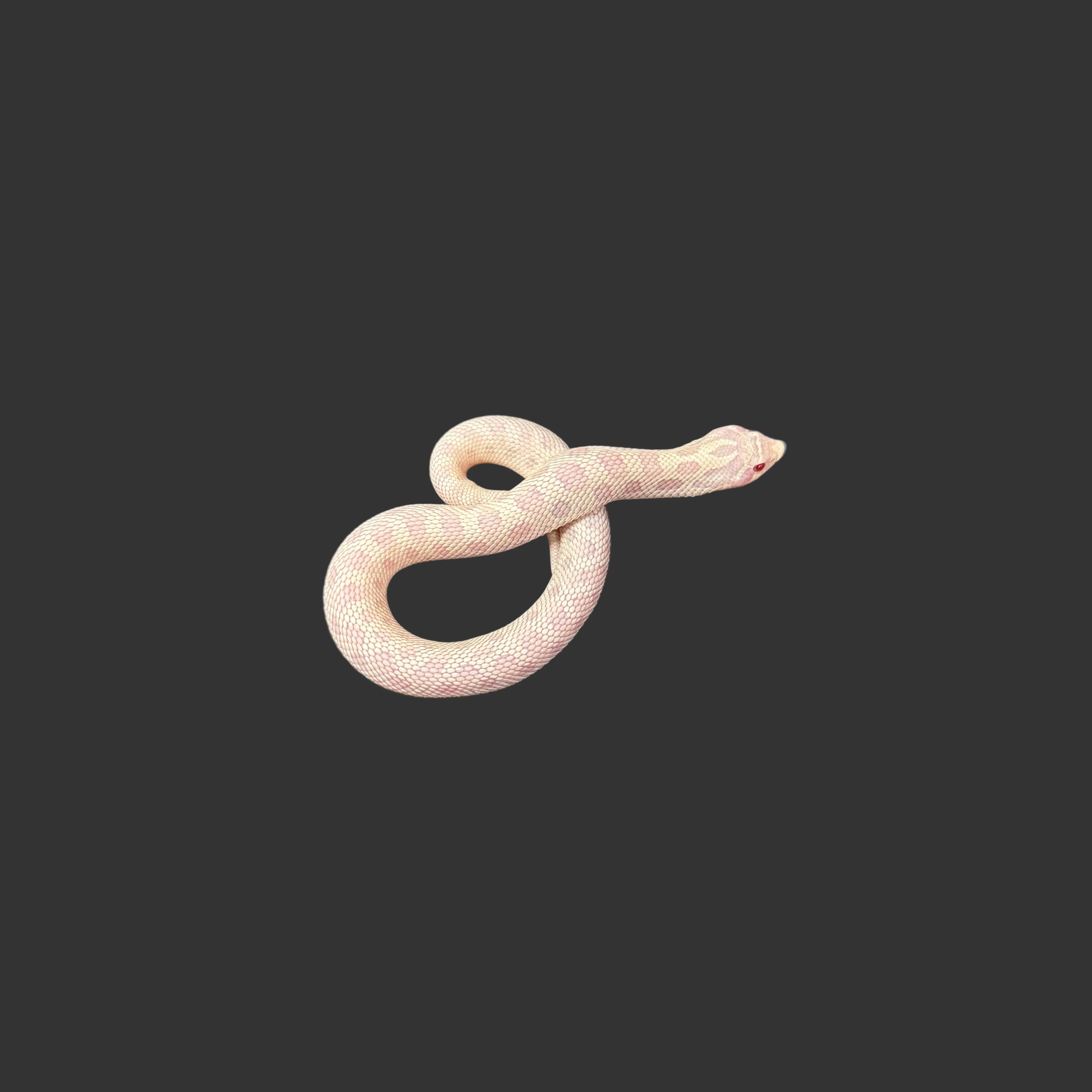 Heterodon nasicus (Hognose Snake) Yeti (Axanthic, Albino, Anaconda) FEMALE - Image 4