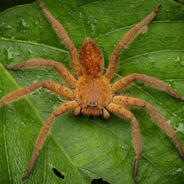 Heteropoda pingungensis (Pingtung Huntsman) 2"