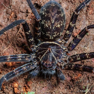 Heteropoda tetrica (Black Jawed Huntsman) 0.125"
