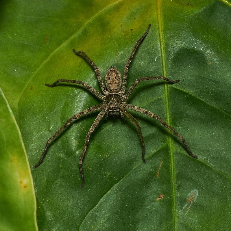 Heteropoda venatoria (Tropical Huntsman) 3-4" MALE & FEMALE