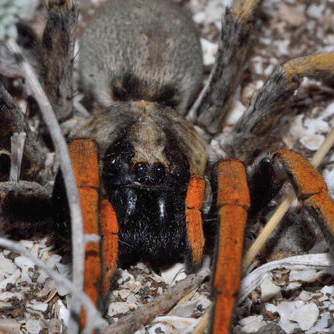Hogna maderiana (Madeira Wolf Spider)