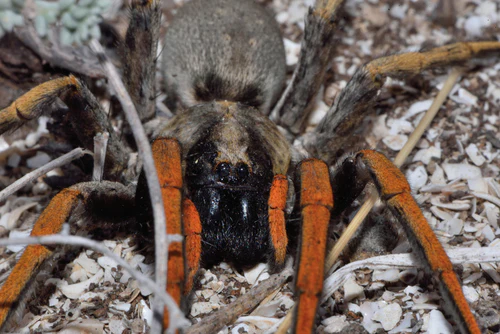 Hogna maderiana (Madeira Wolf Spider) - Image 2
