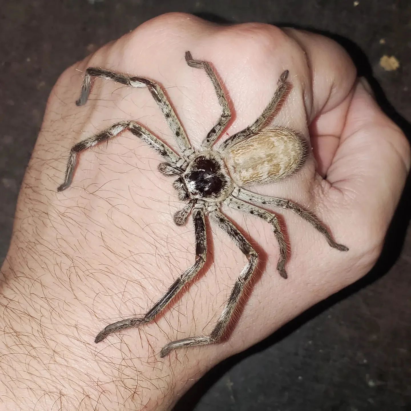 Holconia murrayensis (Australian Banded Huntsman) 5" FEMALE