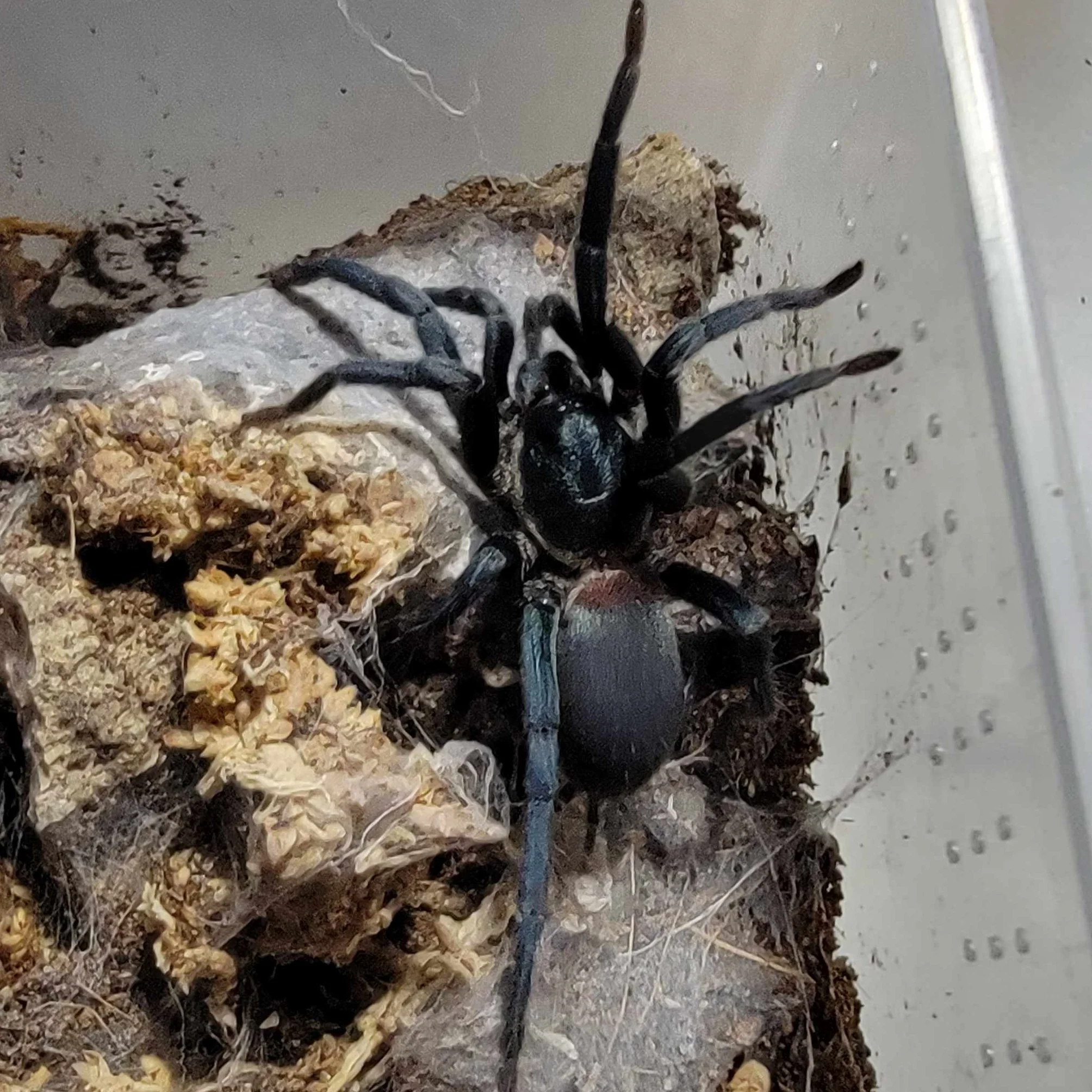 Holothele sp 'Dominican Republic' MM | 2.5" FEMALE