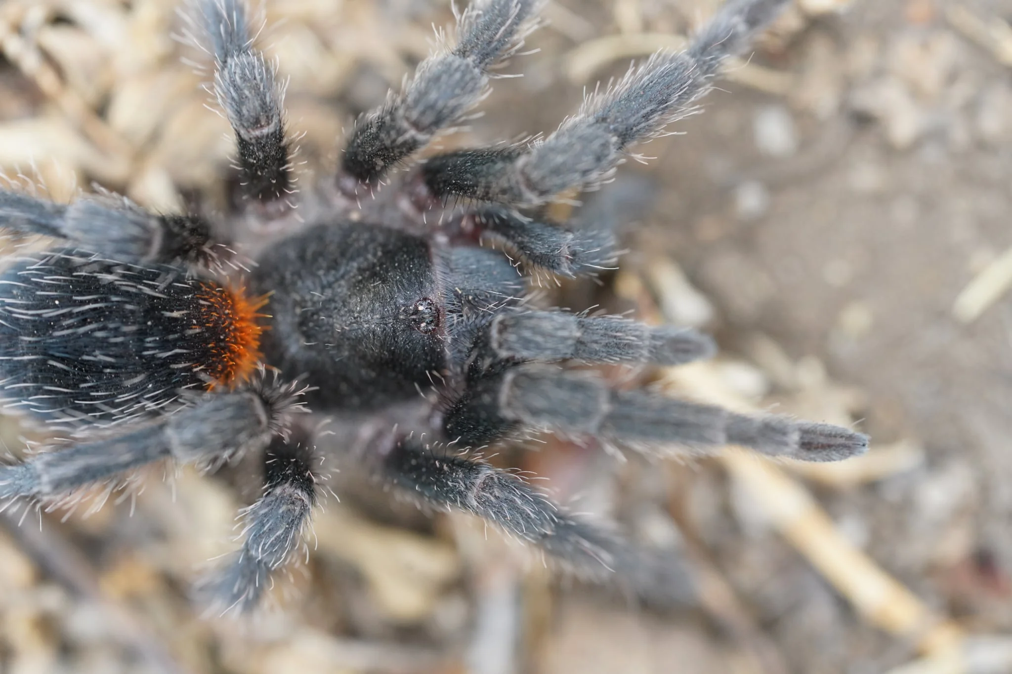 Homoeomma chilense (Chilean Flame) - Image 2