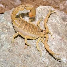 Hottentotta c.f. flavidulus (Pakistan Red Scorpion) 0.5"