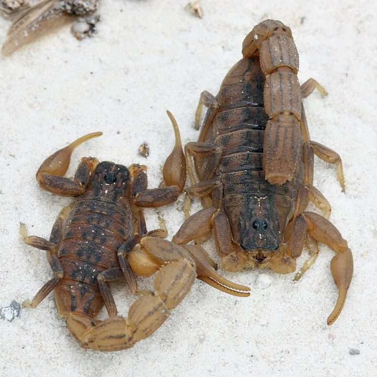 Hottentotta trilineatus 'Dark' (Eastern Nomad Scorpion)