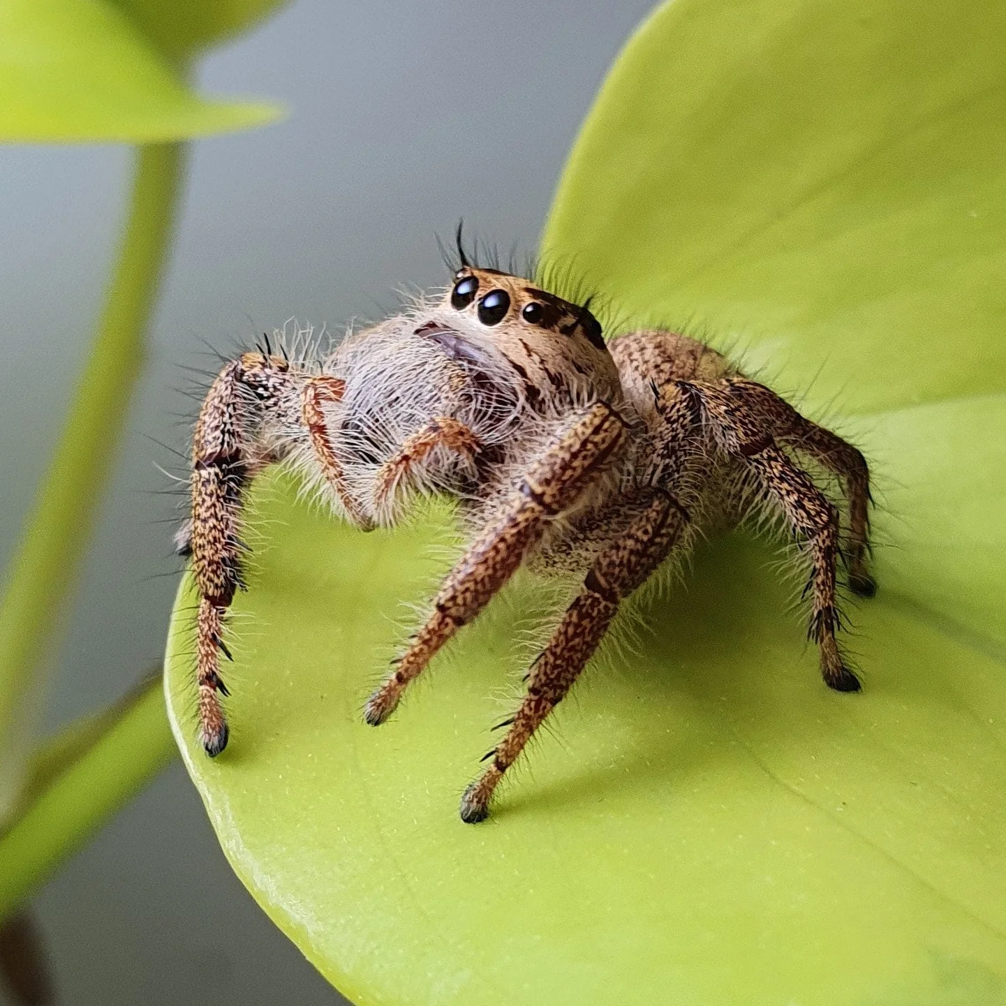 Hyllus walckenaeri (Giant Jumper)