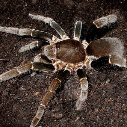 Hysterocrates laticeps (Nigerian Rust Leg) 0.75"