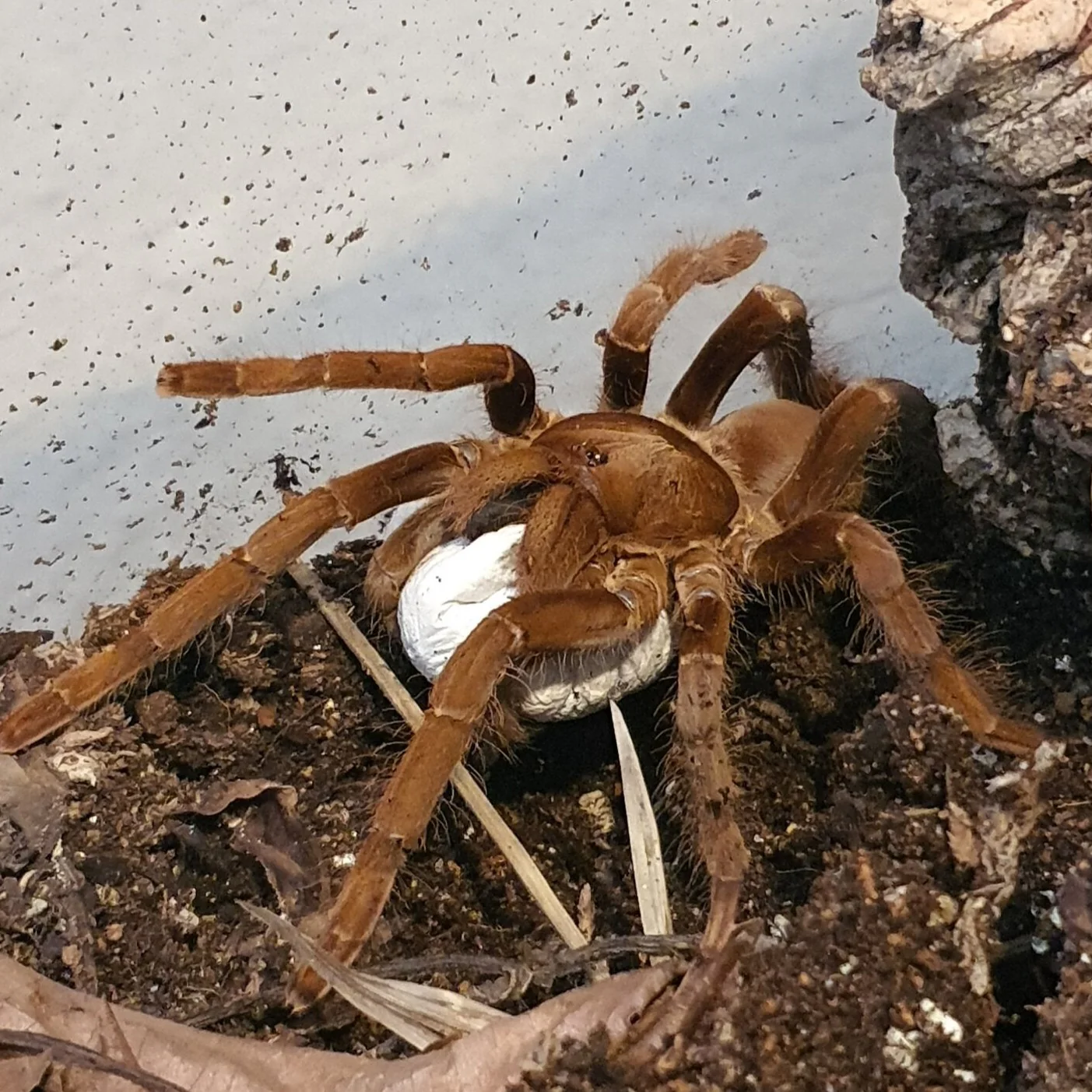 Hysterocrates sp 'Niger Delta' (Niger Delta Red Baboon) 1" | 3-4" FEMALE | FEMALE
