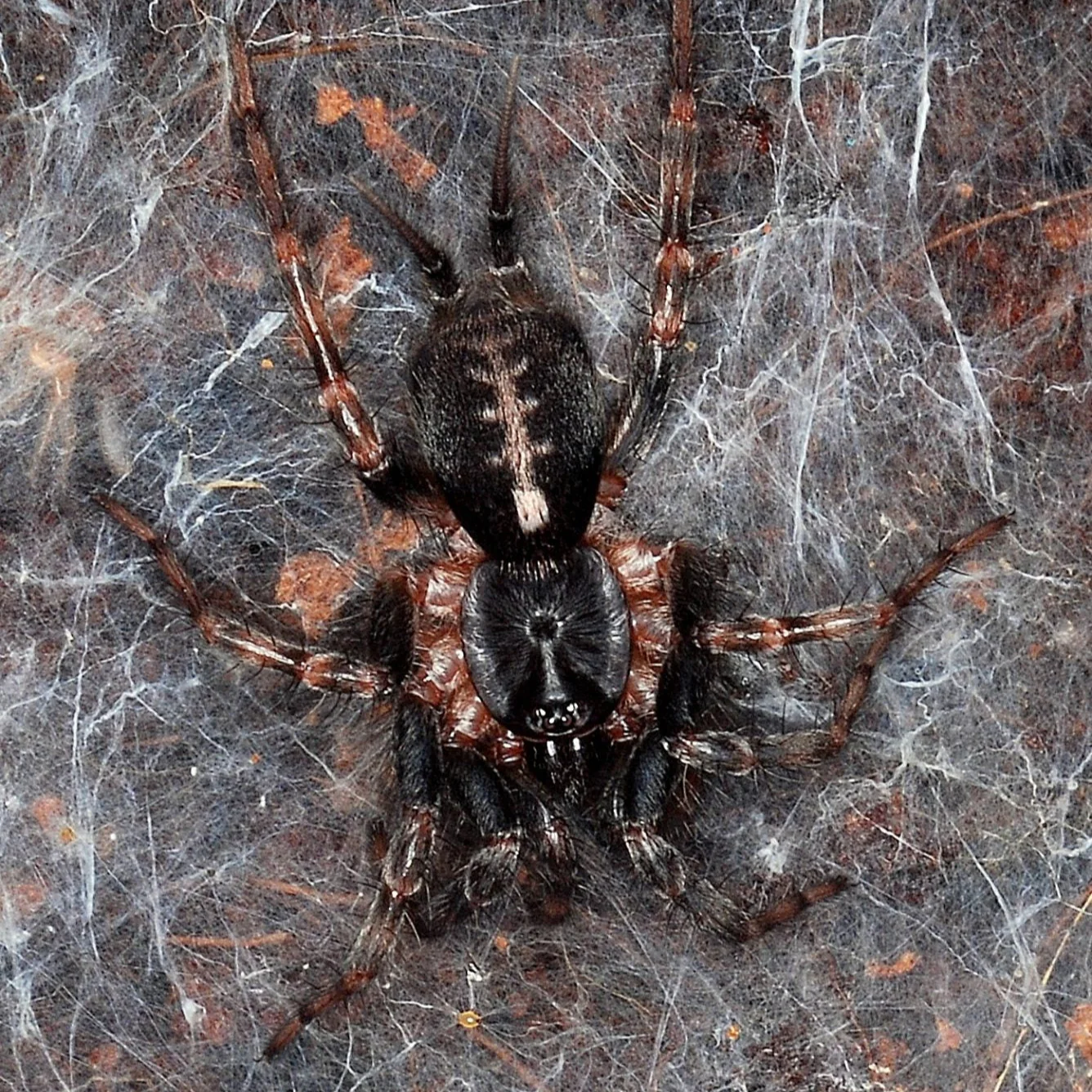 Ischnothele caudata (Curtain Web) 0.5"