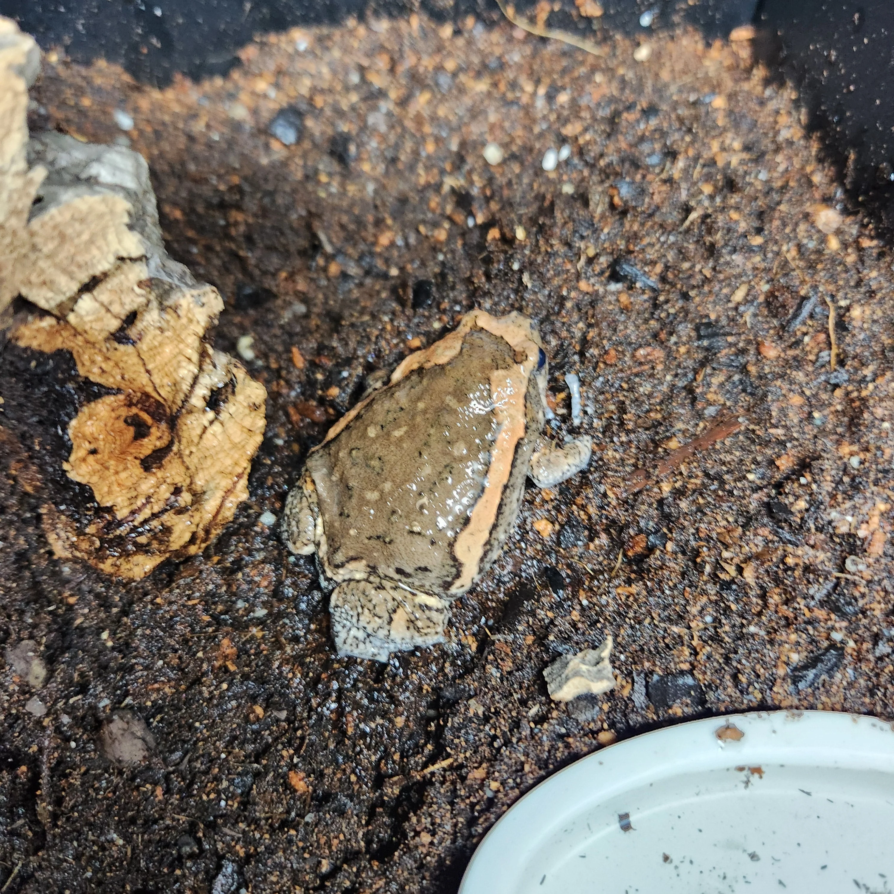 Kaloula pulchra (Chubby Frog) - Image 2