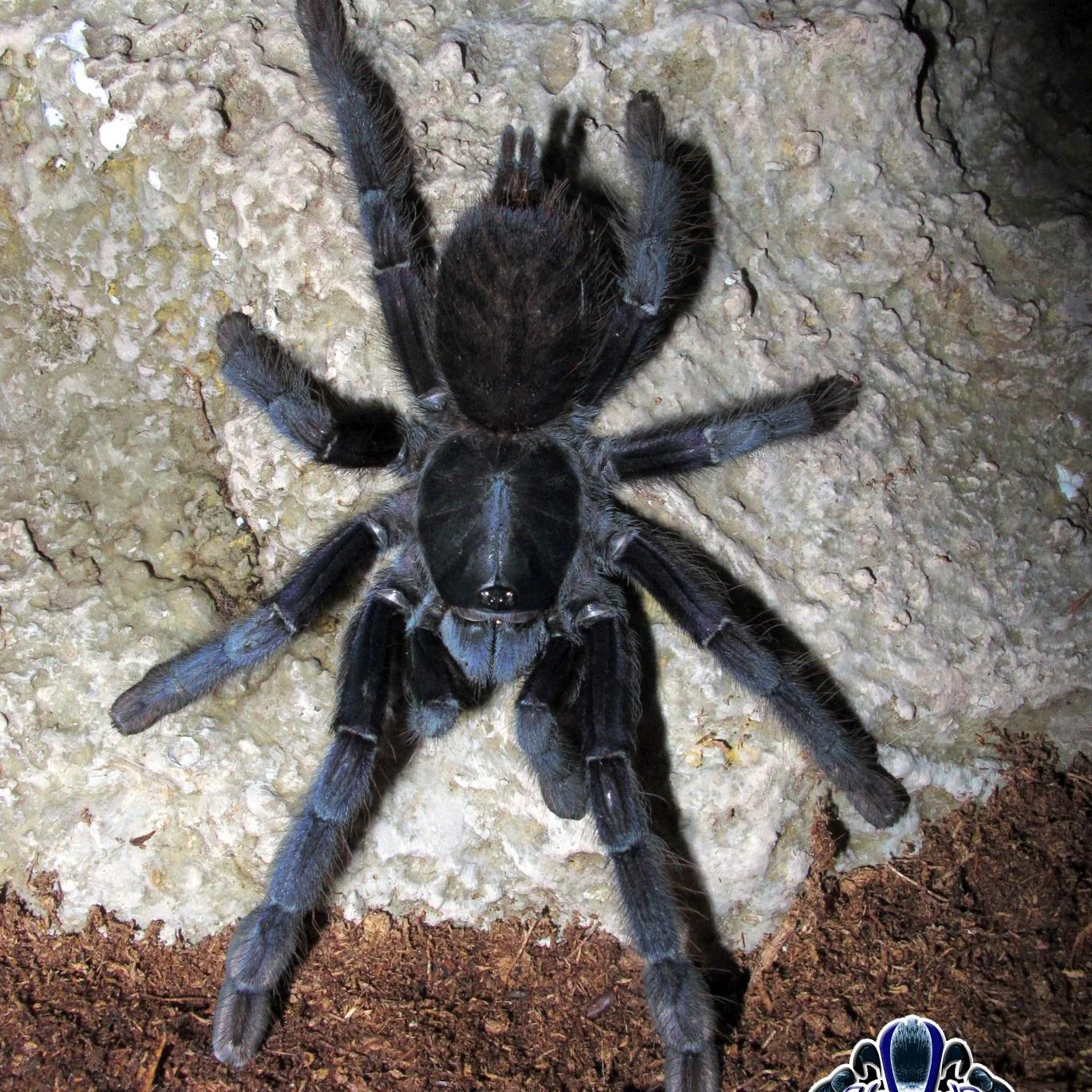 Lampropelma nigerrimum (Sangihe Island Black)