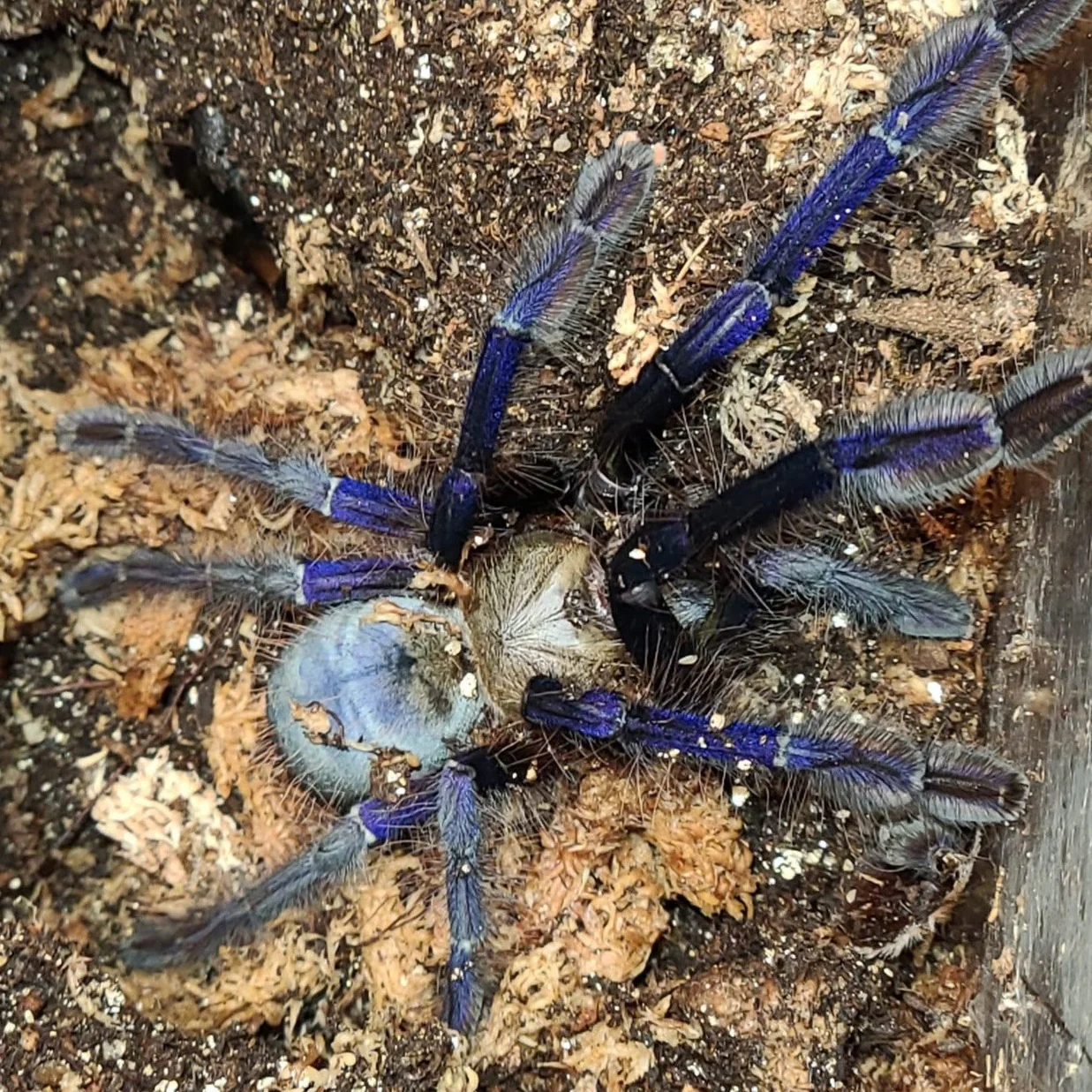Omothymus violaceopes (Singapore Blue)