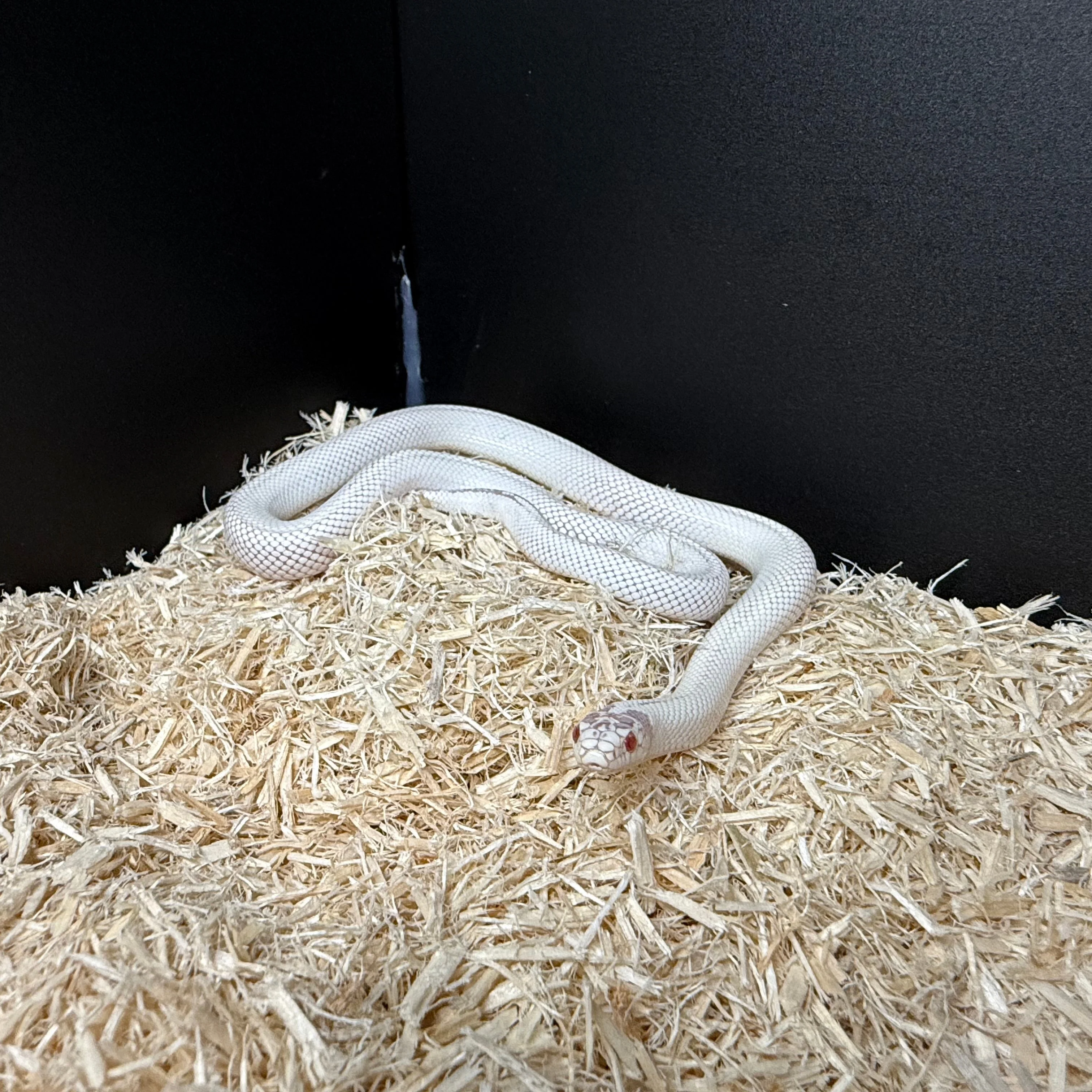 Lampropeltis californiae (California King Snake) High White Albino Juvenile