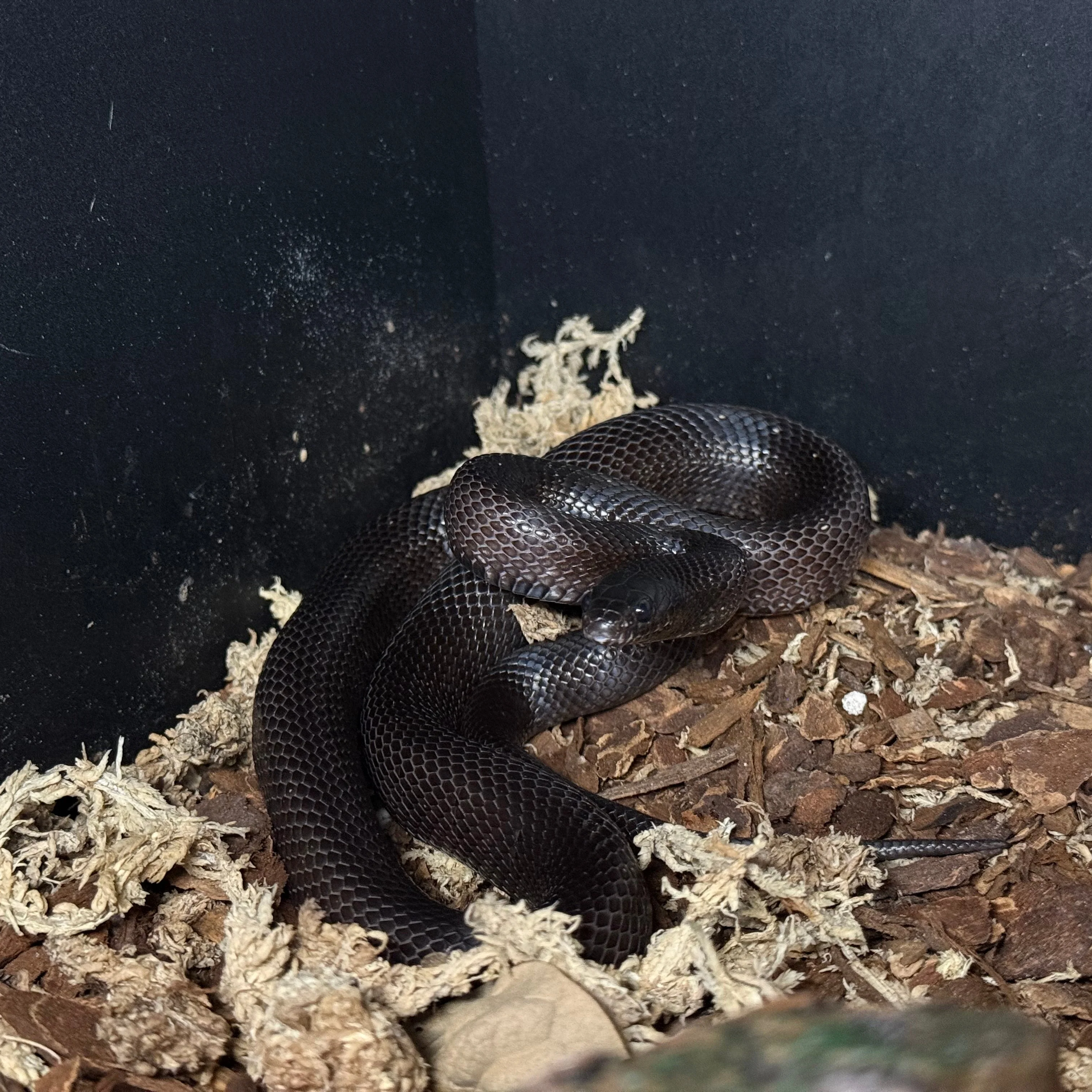 Lampropeltis splendida nigrita (Mexican Black Kingsnake) UNSEXED