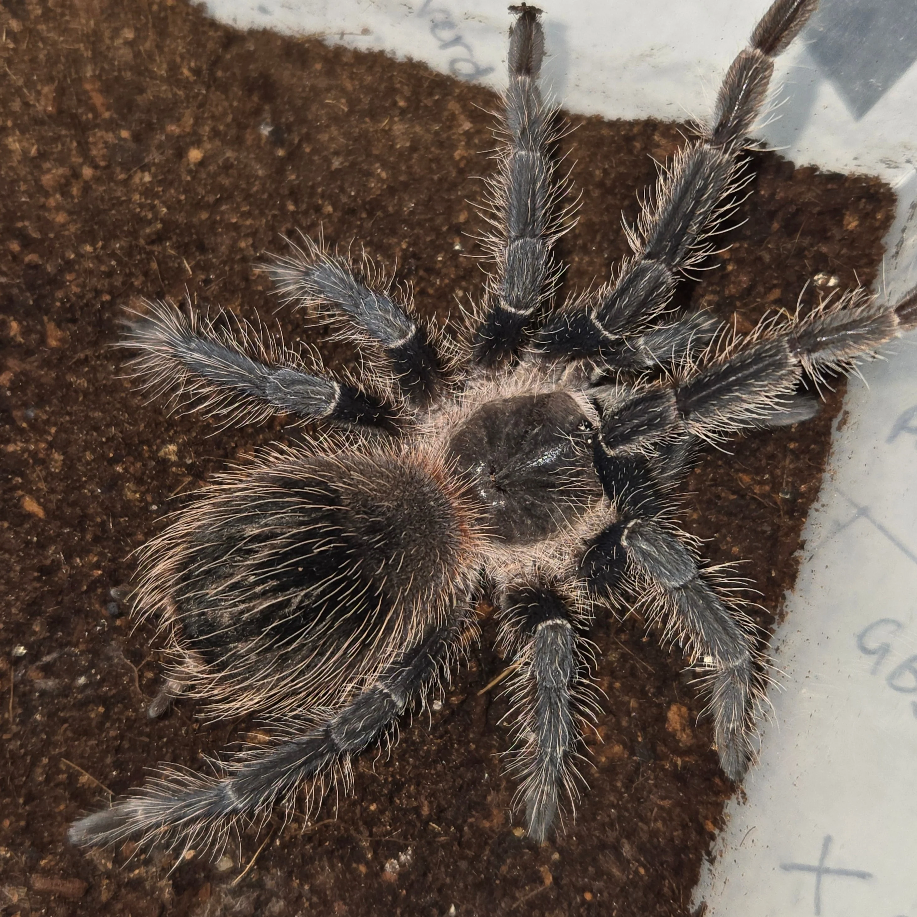 Lasiodora striatipes (Bahia Grey) 3" FEMALE