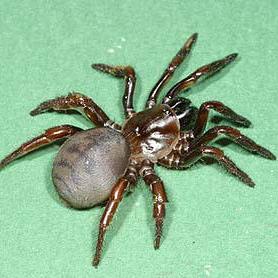 Latouchia sp 'Gansu' (Gansu Trap Door) 0.5"