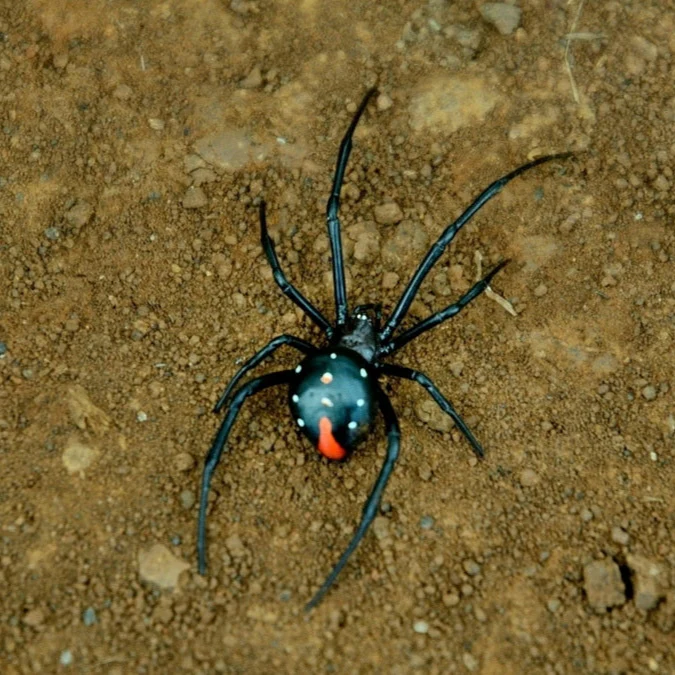 Latrodectus menavodi (Madagascar Widow) 0.5" FEMALE