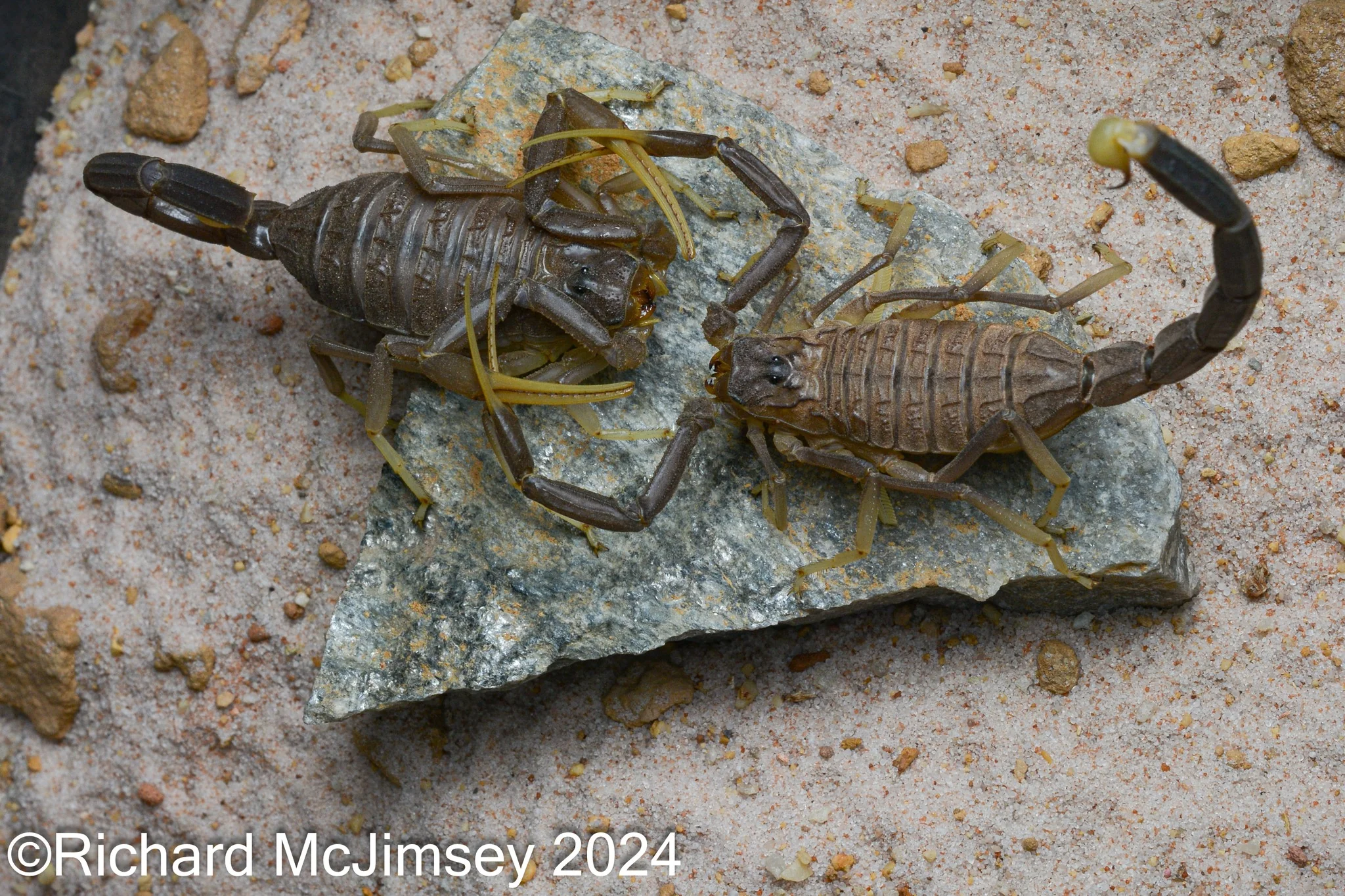 Leiurus jordanensis (Black Deathstalker) 0.5" - Image 2