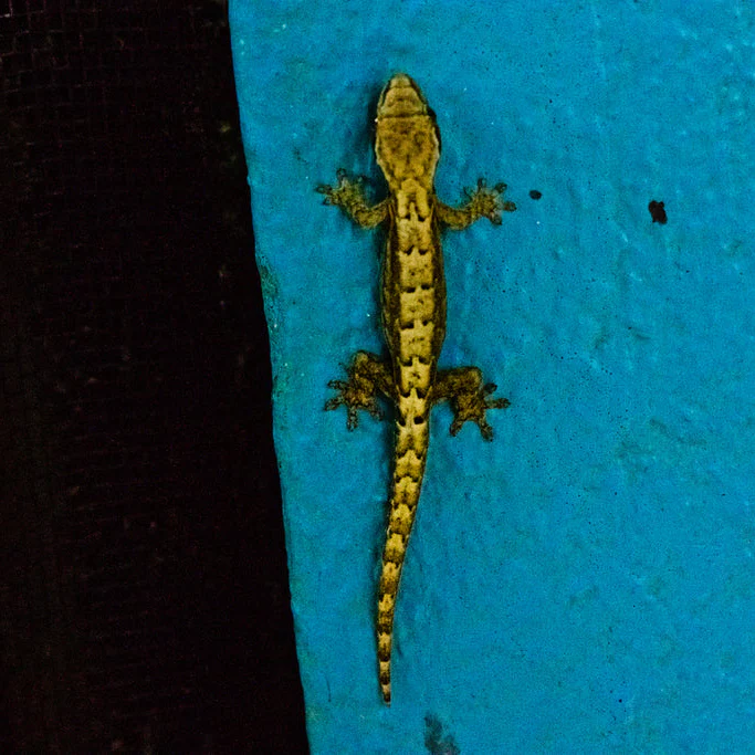 Lepidodactylus lugubris (Mourning Gecko)