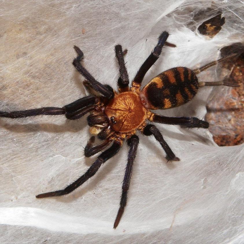 Linothele fallax (Tiger Funnel Web) 0.5"