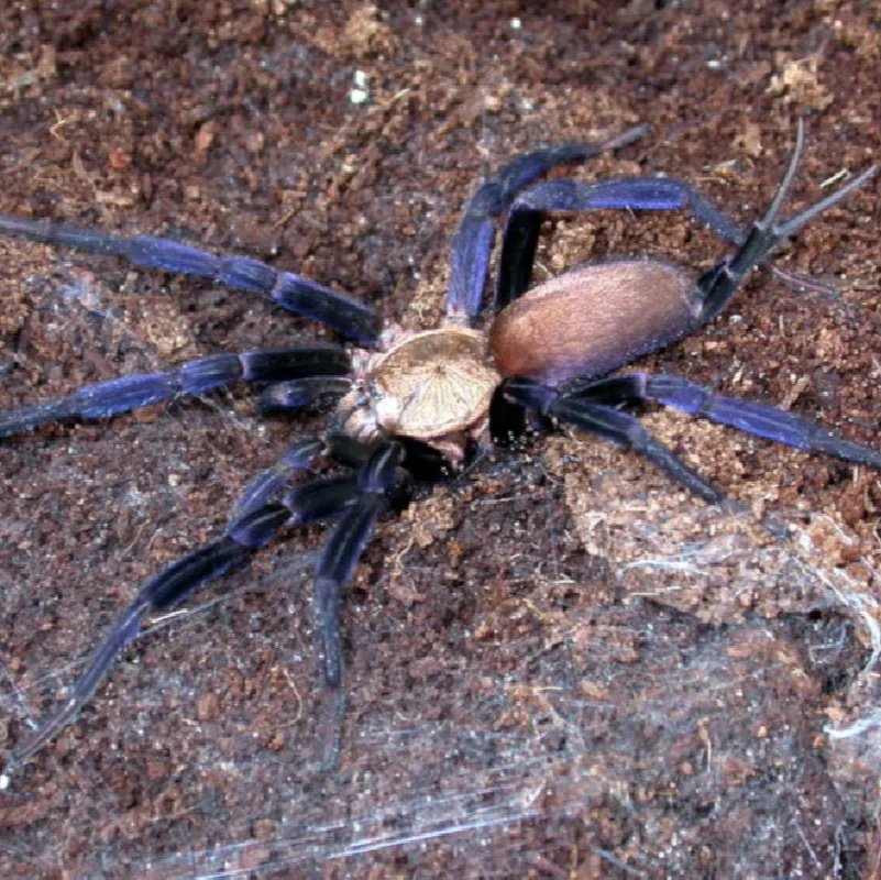 Linothele megatheliods (Colombian Blue Funnel Web)