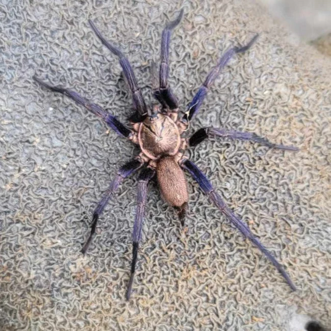 Linothele sp 'Amazonas' 0.5"
