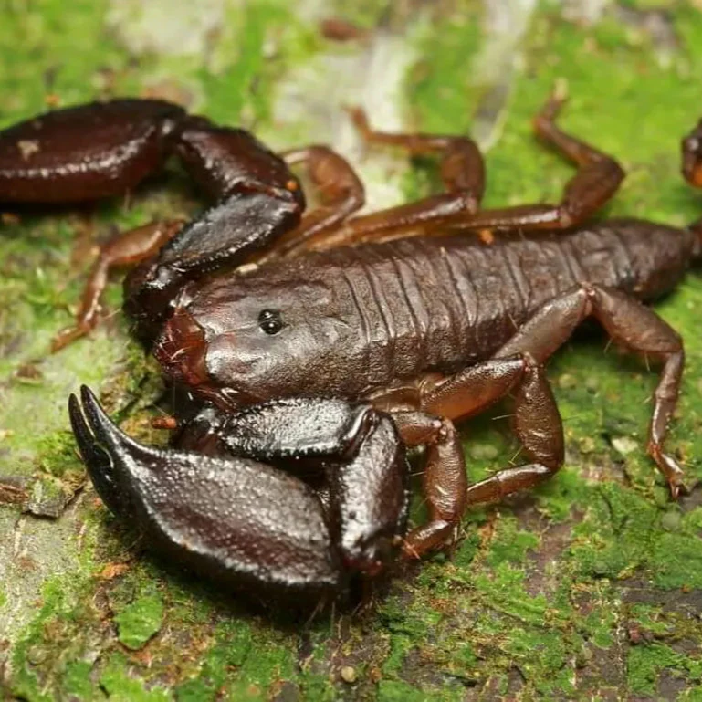 Liocheles australasiae (Dwarf Wood Scorpion) 0.5-1"