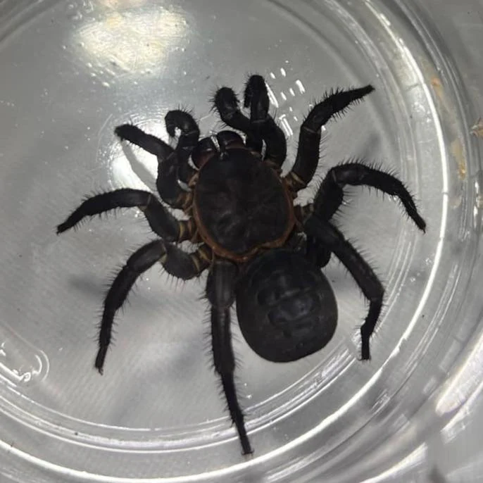 Liphistius jarujini (Primitive Armored Trap Door) 3" FEMALE