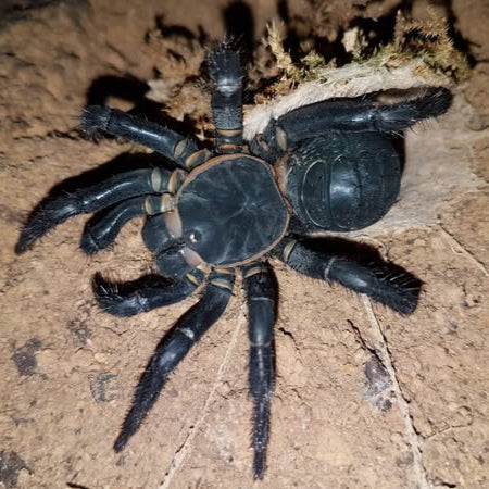 Liphistius jarujini (Primitive Trap Door)