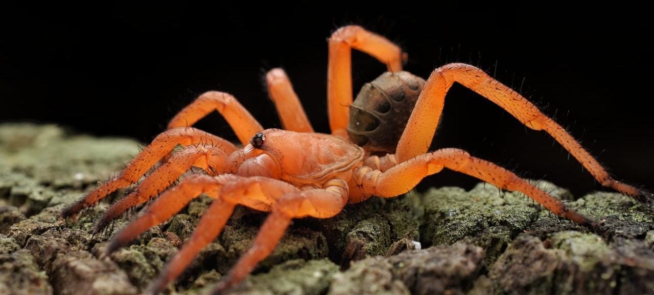Liphistius sp 'Red' (Red Armored Trap Door) - Image 2