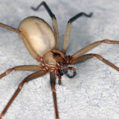 Loxosceles reclusa (Brown Recluse) 0.75" FEMALE