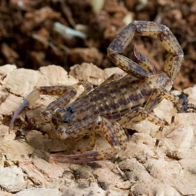 Lychas mucronatus (Chinese Swimming Scorpion) 0.25" | 1-2"