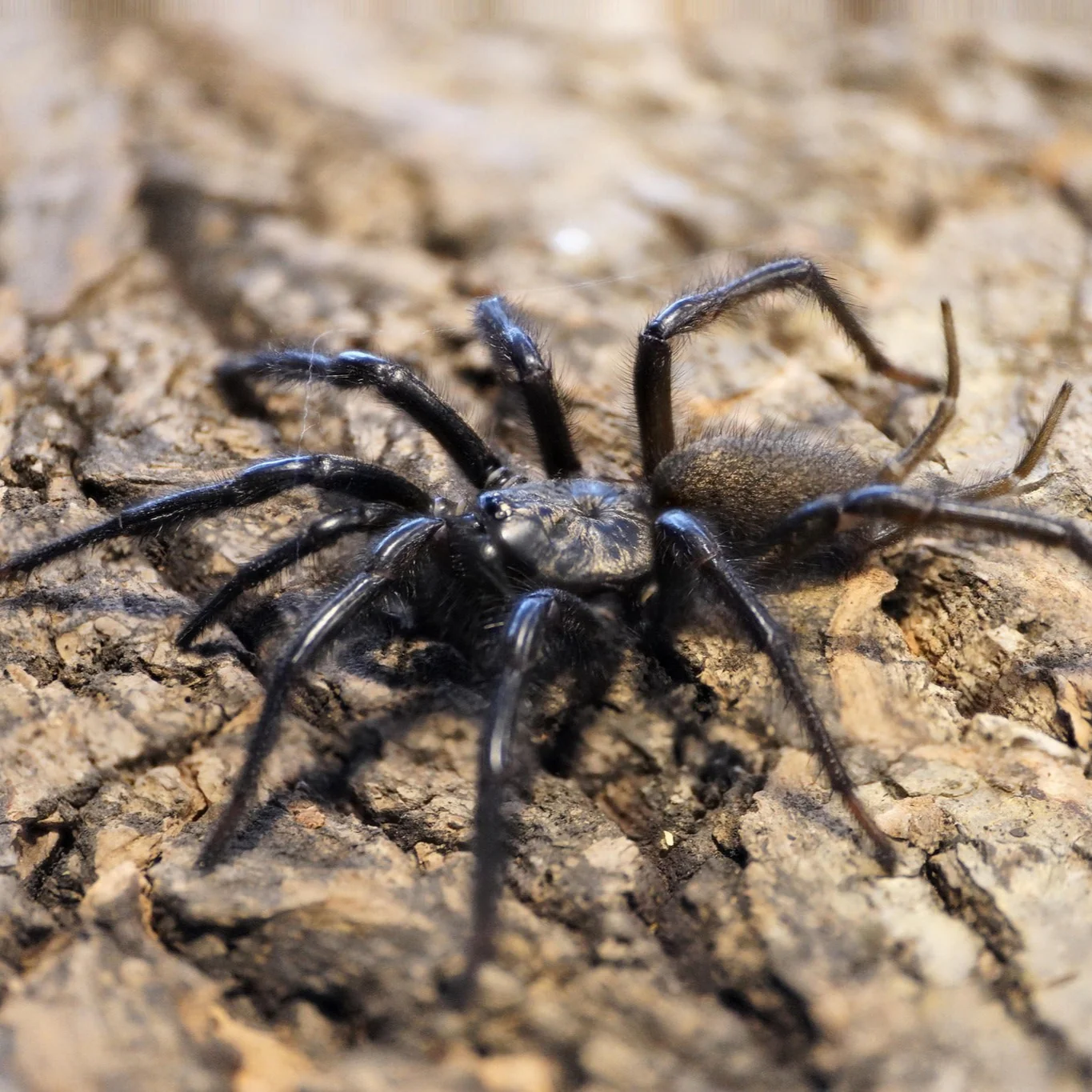 Macrothele yani (Yunnan Funnel Web)
