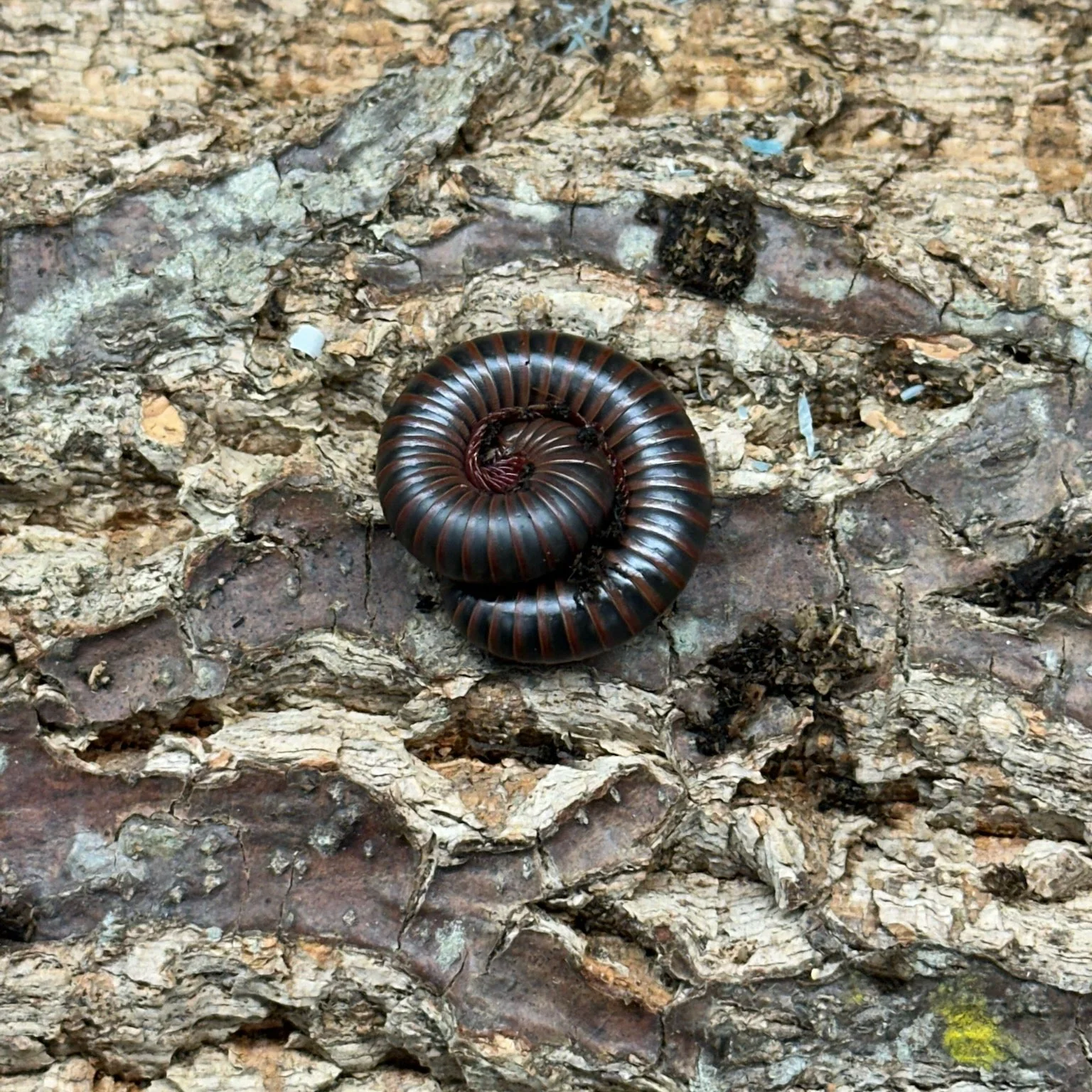 Narceous americanus (North American Pinkfoot Millipede) 2-3"