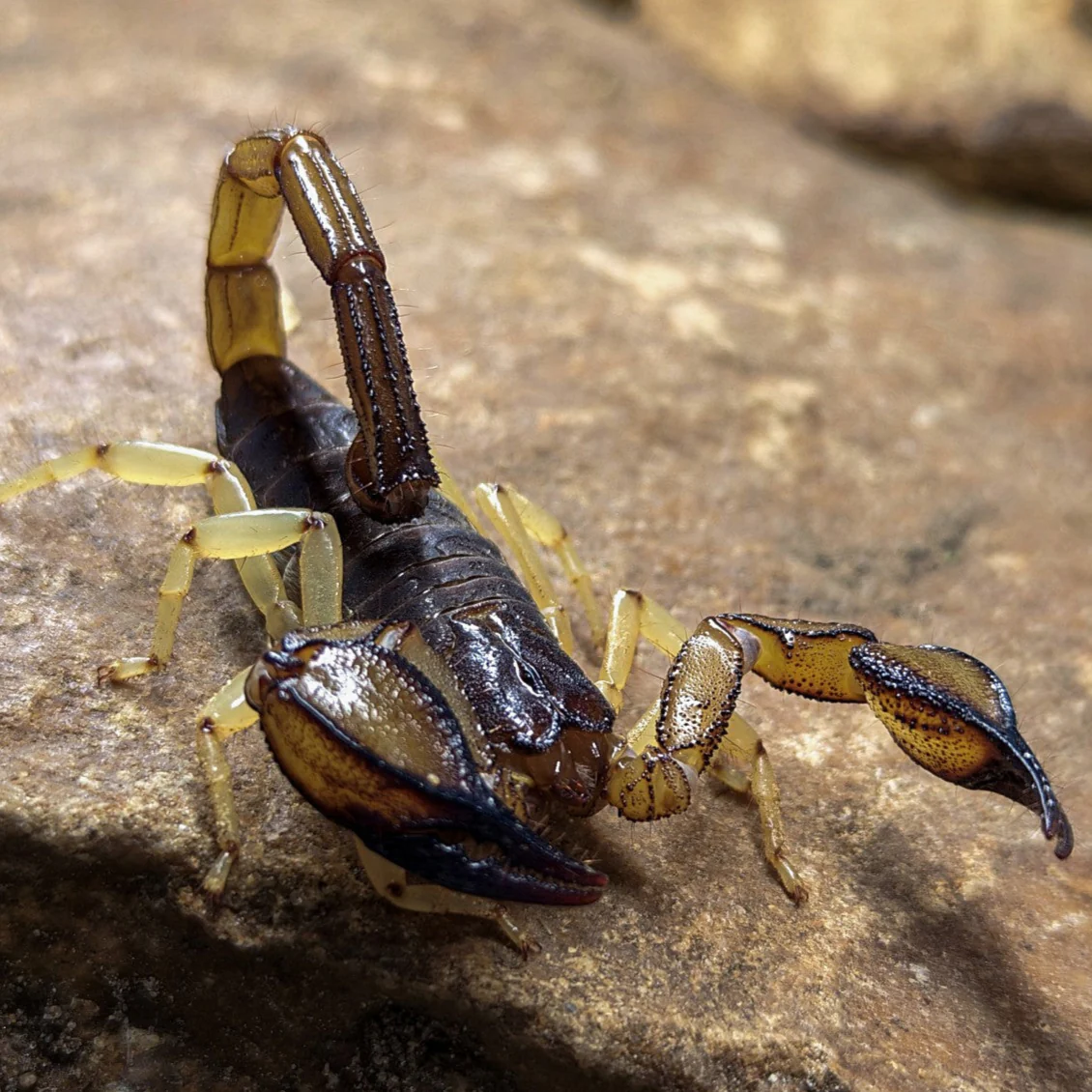 Nebo whitei (Nebo' Scorpion)