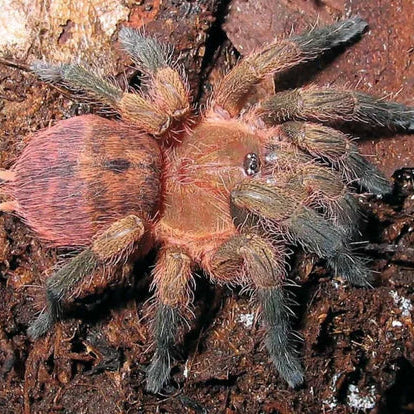 Neischnocolus iquitos (Peruvian Sunburst)