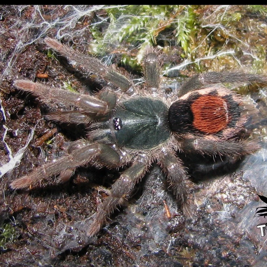 Neostenotarsus sp 'Suriname' (Suriname Dwarf) 0.5"
