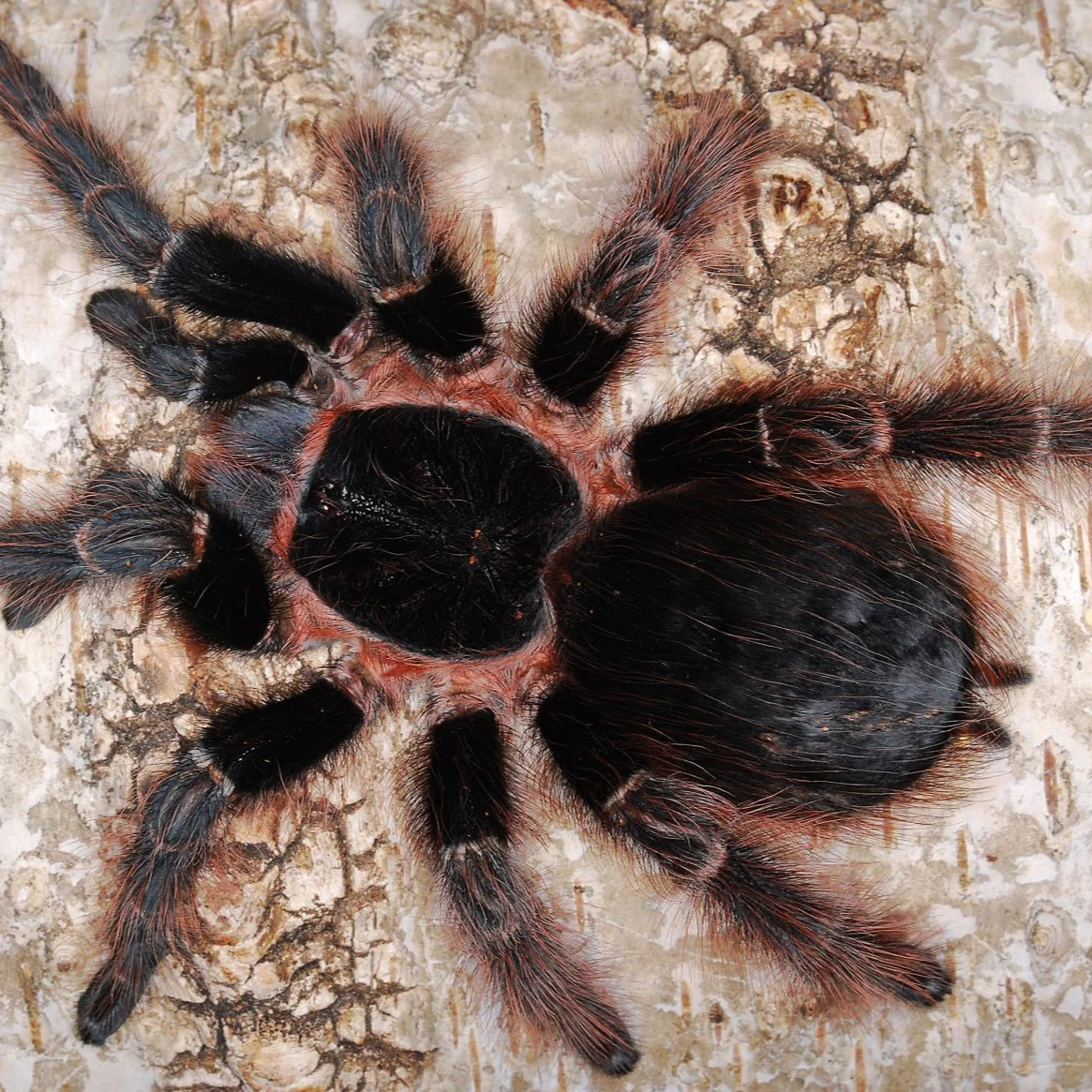 Nhandu carapoensis (Brazilian Red & Black)